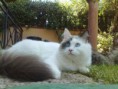 /album/ragdoll1/angel-in-giardino-jpg2/